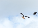 FZ023127 Red kites (Milvus milvus).jpg